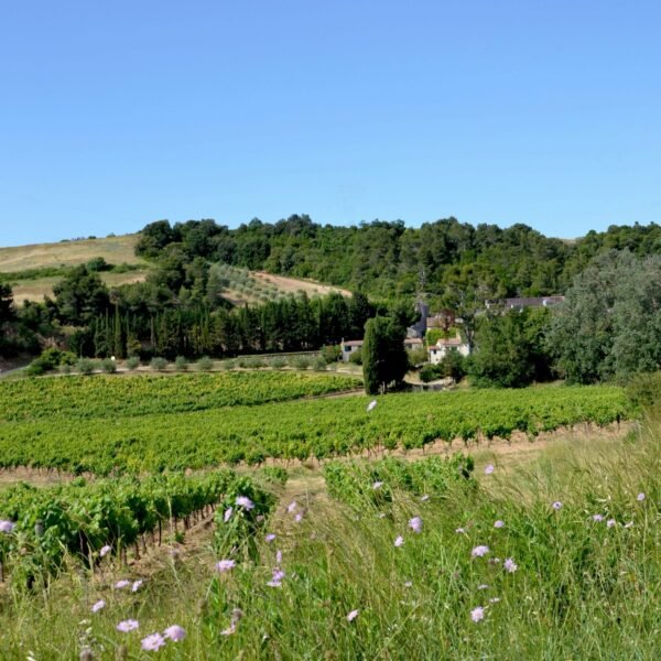 Le Domaine Saint-Martin vu de loin.