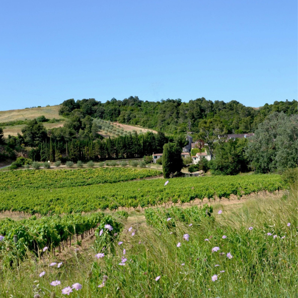 domaine-viticole-vin-carcassonne-galerie-1