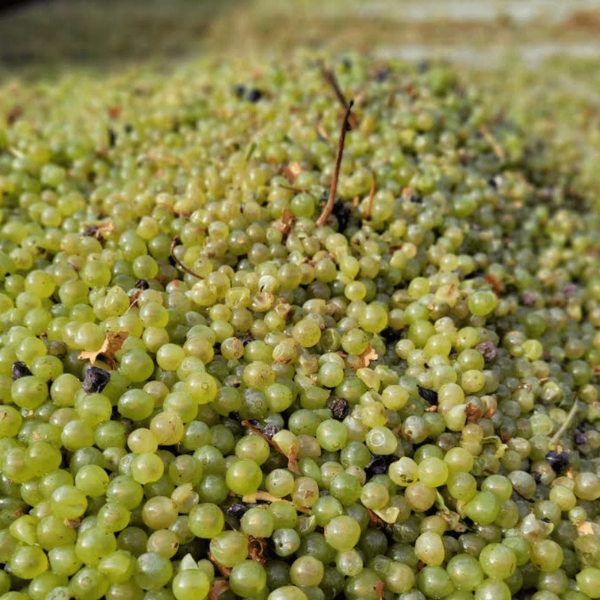 domaine-viticole-vin-carcassonne-galerie-10