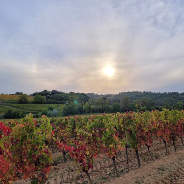 domaine-viticole-vin-carcassonne-galerie-5
