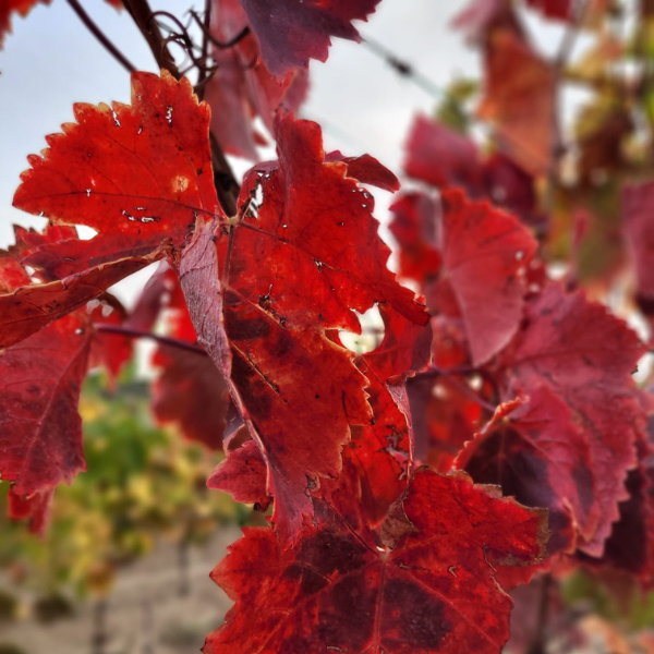domaine-viticole-vin-carcassonne-galerie-6