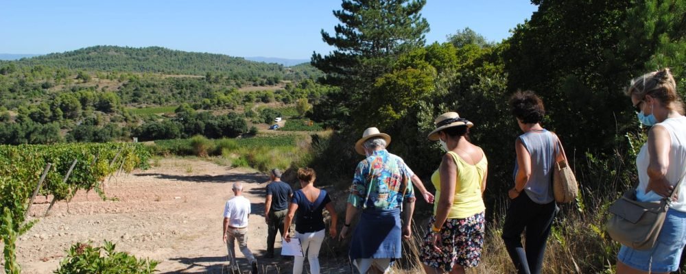 Photo d'une balade vigneronne au sein des vignes.