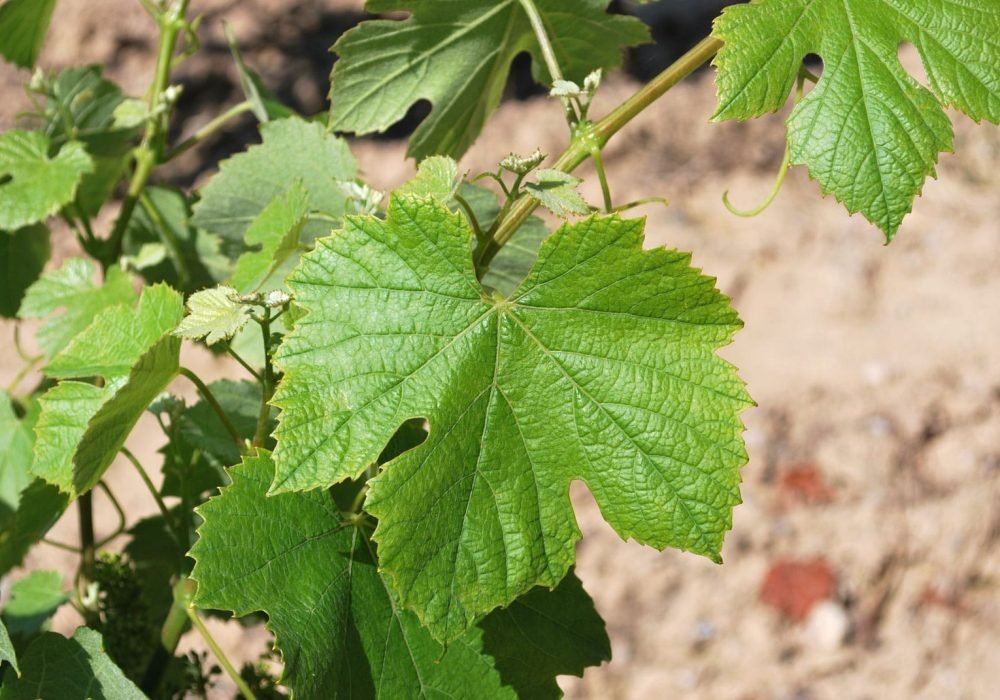 Feuille de vigne du Domaine Saint Martin