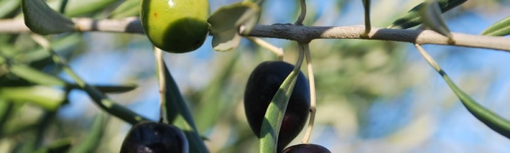 olives 2013