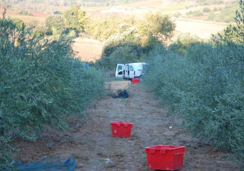 récolte des olives 2013